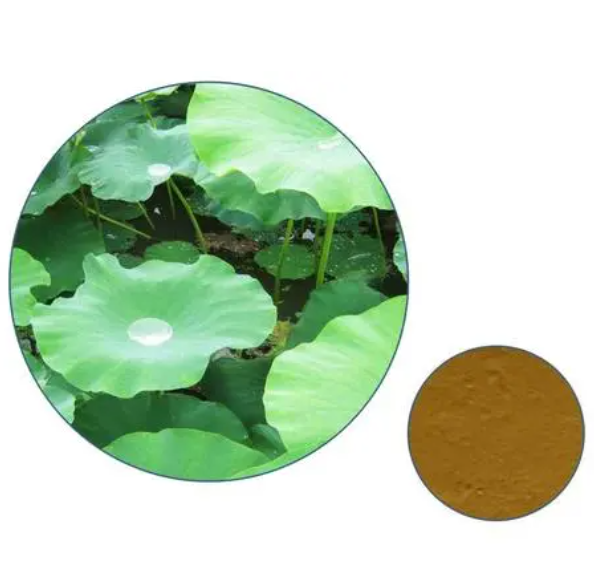 Lotus leaf powder 10:1