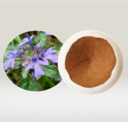 Ajuga Turkestanica Extract 20%Turkesterone