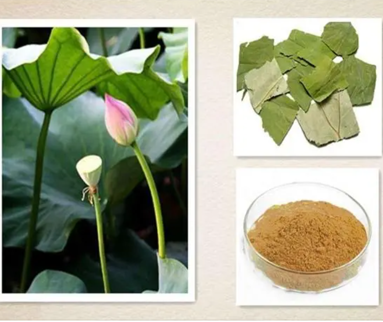 Lotus Leaf Extract 2% Nuciferine (HPLC) Folium Nelumbinis