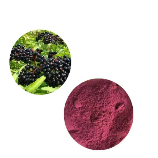 Elderberry Extract Powder 10:1